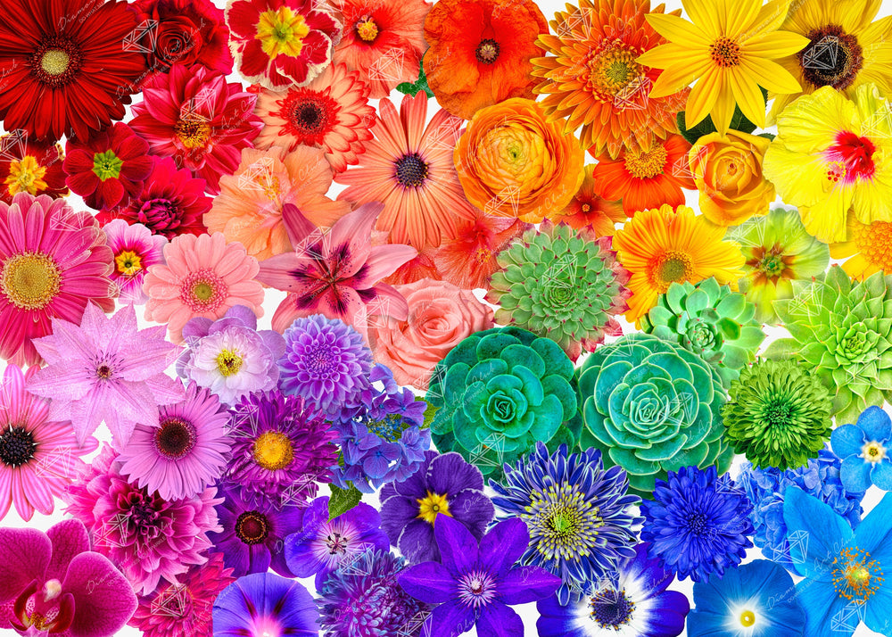 Rainbow Flower Power P0
