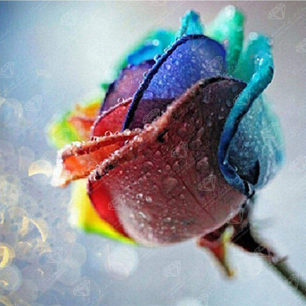 Rainbow Rose Q4