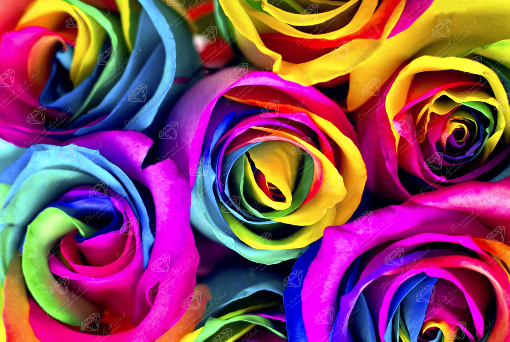 Rainbow Roses N7
