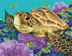 Young Green Sea Turtle